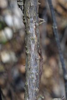 Parthenocissus quinquefolia, bark - of a small tree or small branch