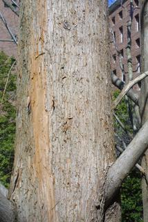 Metasequoia glyptostroboides, bark - of a large tree