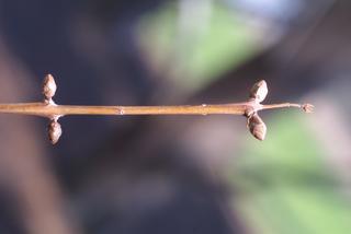 Metasequoia glyptostroboides, twig - after fallen needles