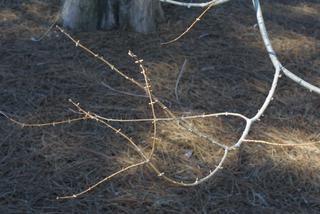 Metasequoia glyptostroboides, twig - unspecified