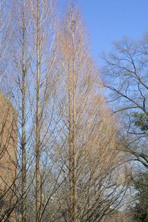Metasequoia glyptostroboides, whole tree - general