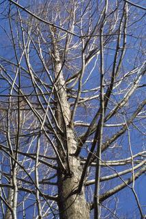Metasequoia glyptostroboides, whole tree - view up trunk