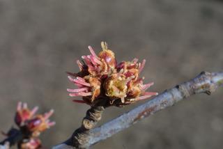 Acer saccharinum, inflorescence - lateral view of flower