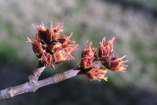 Acer saccharinum, inflorescence - whole - unspecified