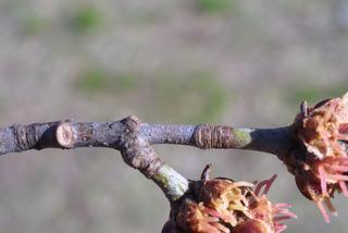 Acer saccharinum, twig - winter overall