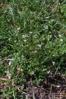Cardamine hirsuta, whole plant - in flower - general view