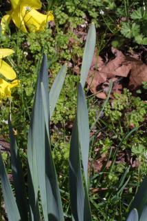 Narcissus pseudonarcissus, leaf - basal or on lower stem