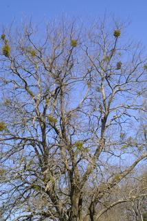 Phoradendron leucarpum, whole tree or vine - general