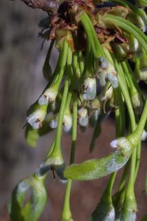 Acer saccharinum, fruit - immature