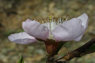 Prunus persica, inflorescence - lateral view of flower