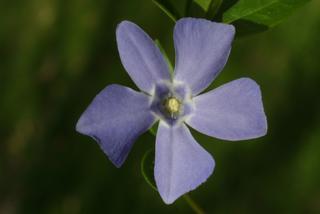 Vinca minor, inflorescence - frontal view of flower