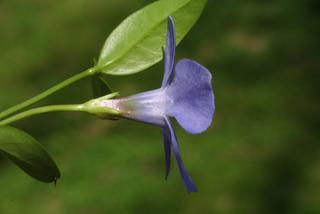 Vinca minor, inflorescence - lateral view of flower