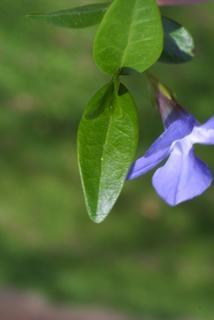 Vinca minor, leaf - on upper stem