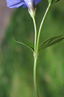 Vinca minor, stem - showing leaf bases