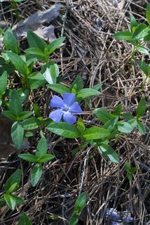 Vinca minor, whole plant - in flower - general view