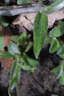 Antennaria plantaginifolia, leaf - on upper stem