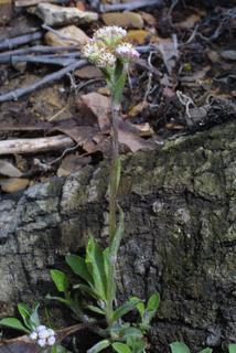Antennaria plantaginifolia, whole plant - in flower - general view