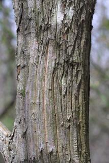 Kalmia latifolia, bark - of a small tree or small branch