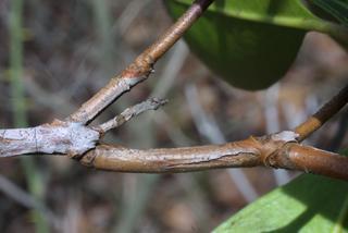 Kalmia latifolia, twig - orientation of petioles