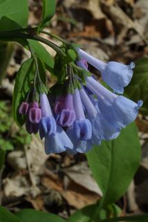 Mertensia virginica, inflorescence - lateral view of flower