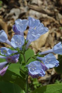 Mertensia virginica, inflorescence - whole - unspecified
