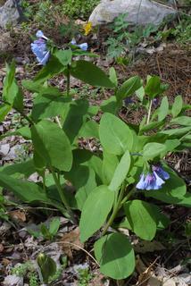 Mertensia virginica, whole plant - in flower - general view