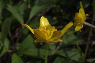 Ranunculus bulbosus, inflorescence - lateral view of flower
