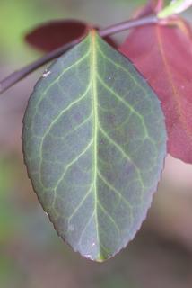 Euonymus fortunei, leaf - whole upper surface