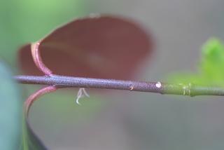 Euonymus fortunei, twig - orientation of petioles