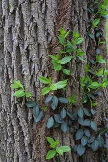 Euonymus fortunei, whole tree or vine - general