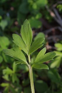 Ranunculus bulbosus, leaf - basal or on lower stem