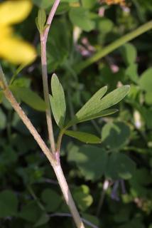 Ranunculus bulbosus, leaf - on upper stem