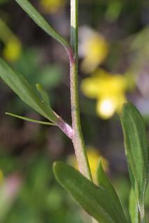 Ranunculus bulbosus, stem - showing leaf bases