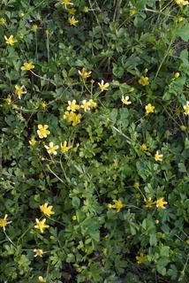 Ranunculus bulbosus, whole plant - in flower - general view