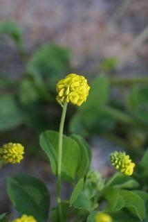 Trifolium campestre, inflorescence - whole - unspecified