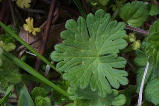 Lamium amplexicaule, leaf - basal or on lower stem
