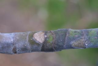 Magnolia macrophylla, twig - close-up winter leaf scar/bud