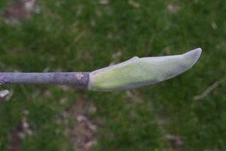 Magnolia macrophylla, twig - close-up winter terminal bud