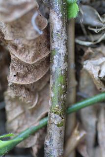 Rosa multiflora, bark - of a small tree or small branch