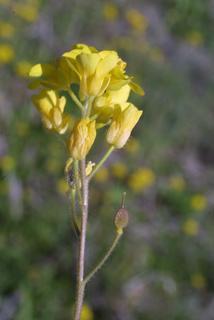 Lesquerella lescurii, inflorescence - whole - unspecified