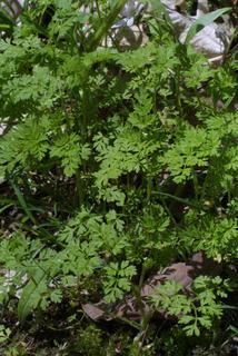 Chaerophyllum tainturieri, whole plant - in flower - general view