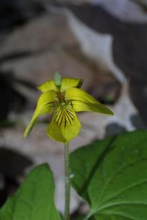 Viola pubescens, inflorescence - frontal view of flower