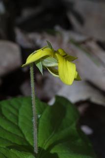 Viola pubescens, inflorescence - lateral view of flower
