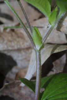 Viola pubescens, stem - showing leaf bases