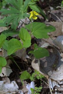 Viola pubescens, whole plant - in flower - general view