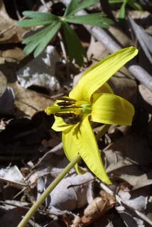 Erythronium americanum, inflorescence - frontal view of flower