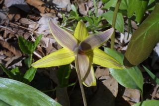 Erythronium americanum, inflorescence - ventral view of flower + perianth
