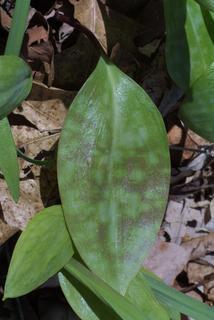 Erythronium americanum, leaf - basal or on lower stem