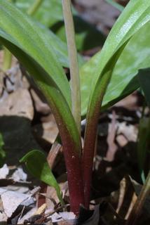 Erythronium americanum, stem - showing leaf bases
