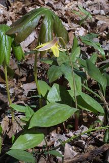 Erythronium americanum, whole plant - in flower - general view